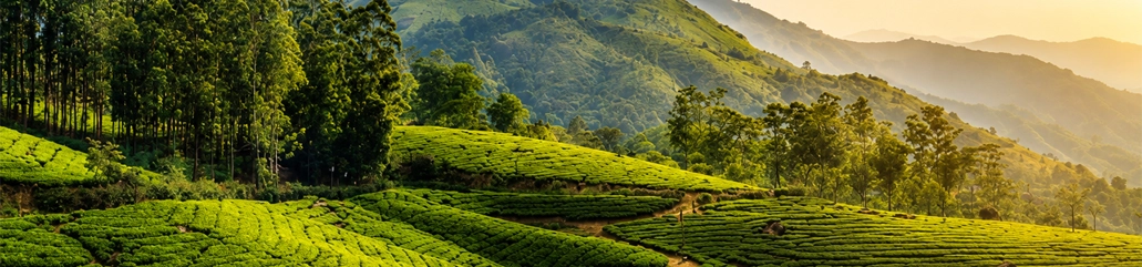 Kerala Nature View