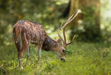 munnar-thekkady-alleppey-kerala-tour-pakages