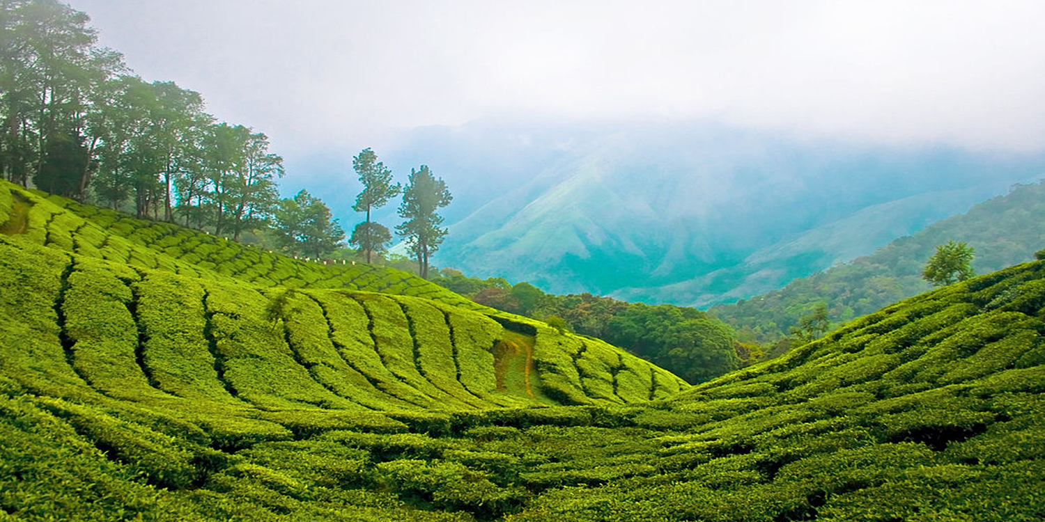 Munnar Hills