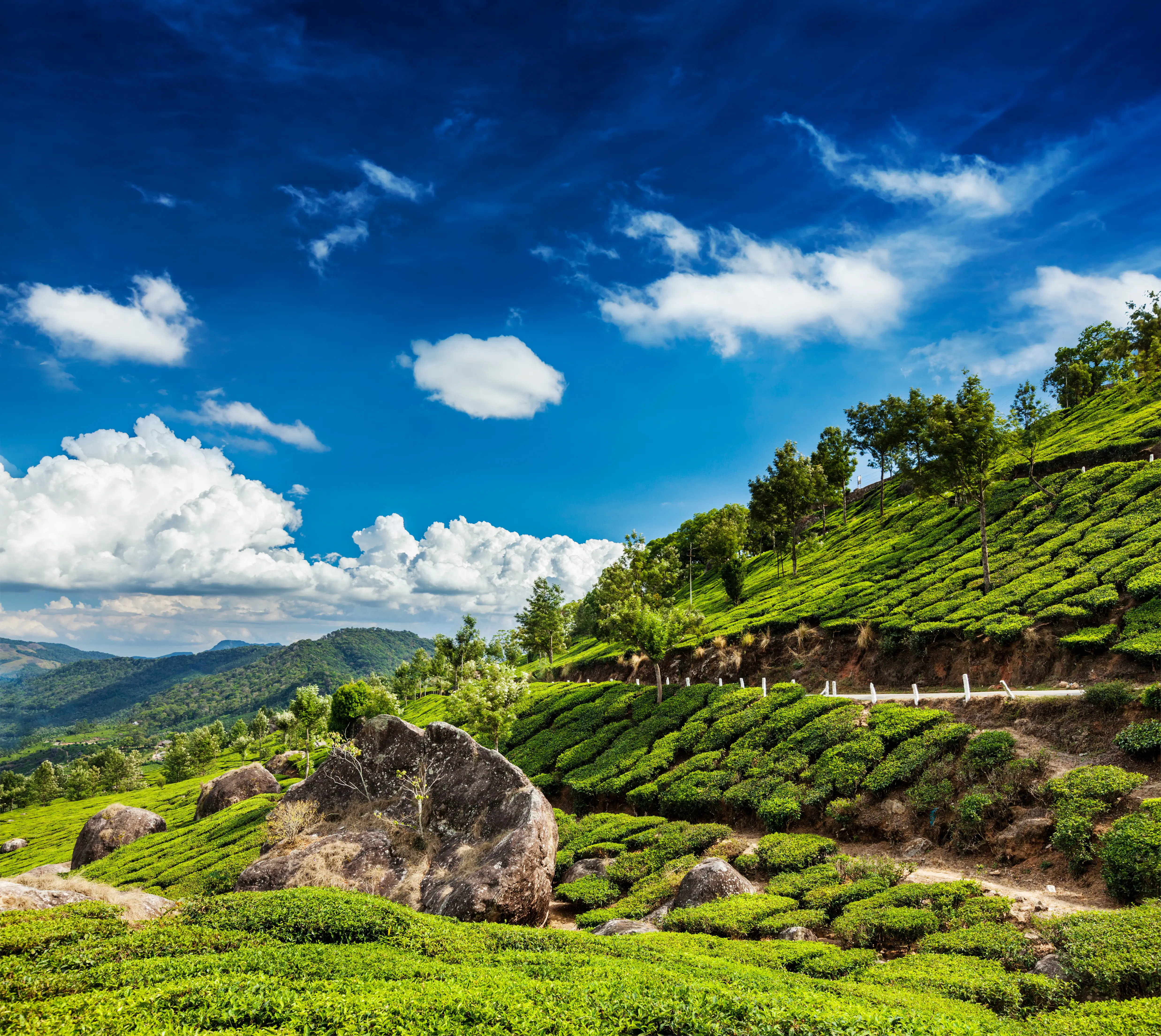 Munnar tea garden