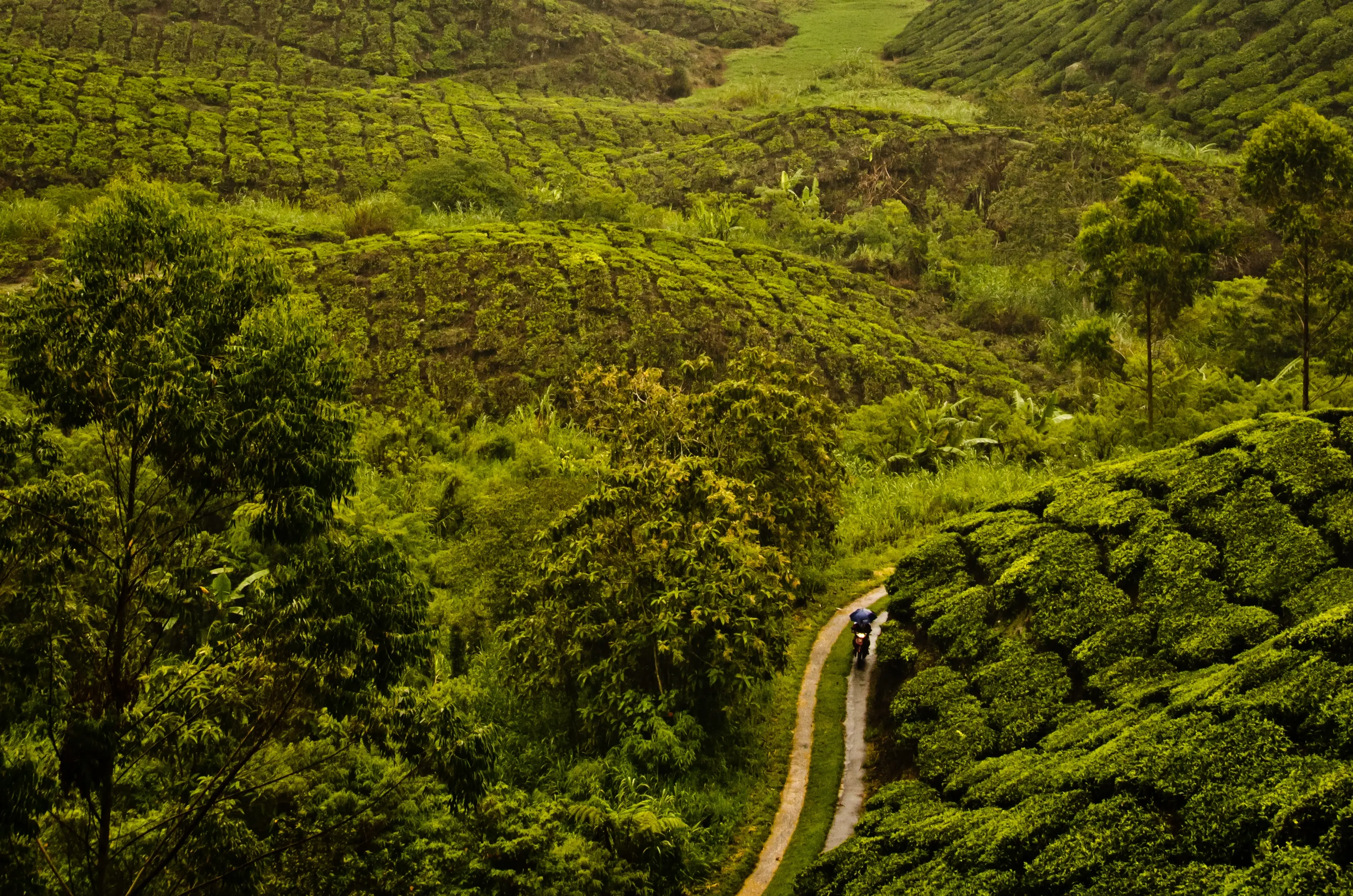 Munnar