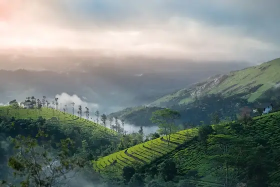 Munnar tea garden