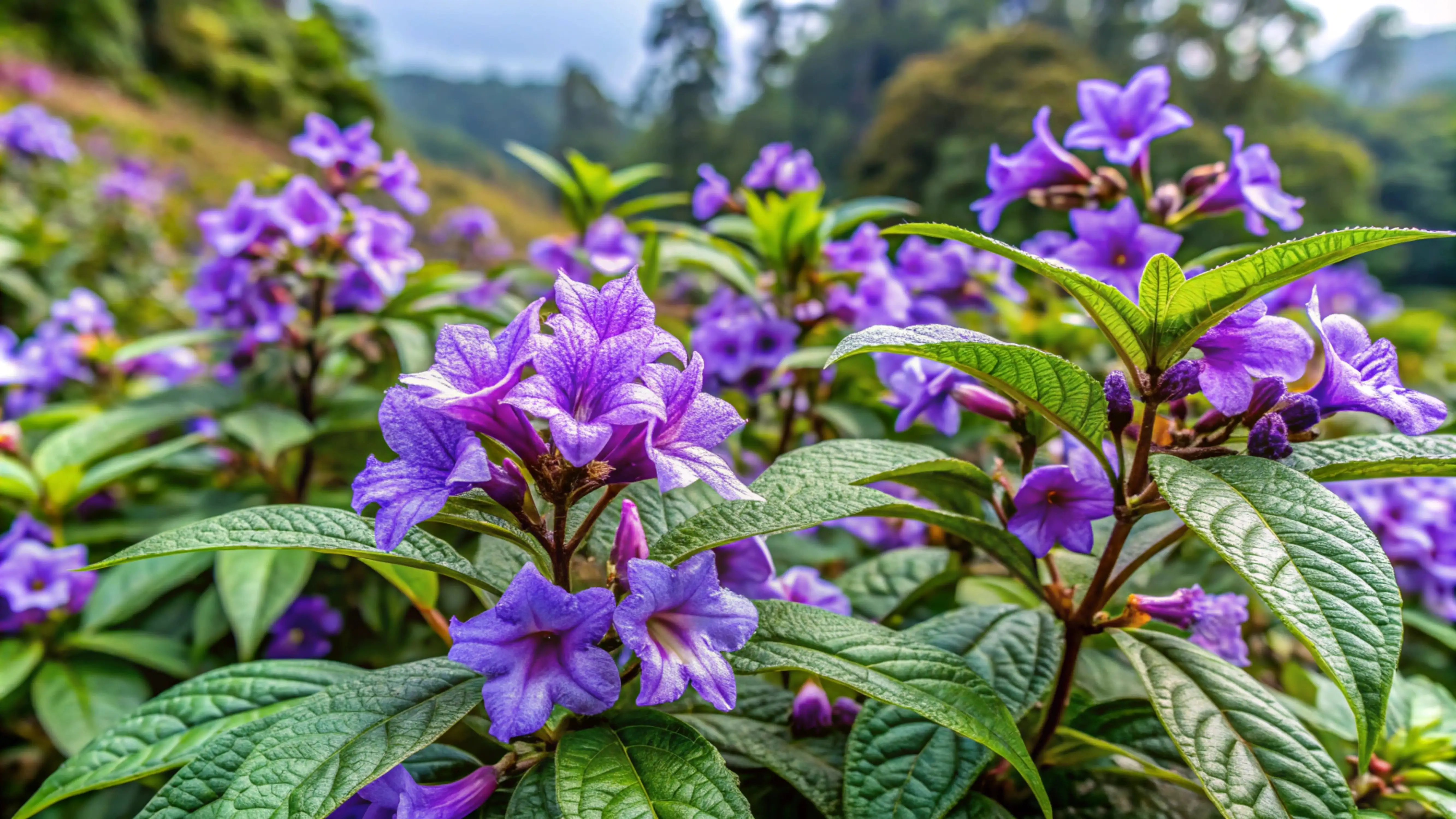 Munnar
