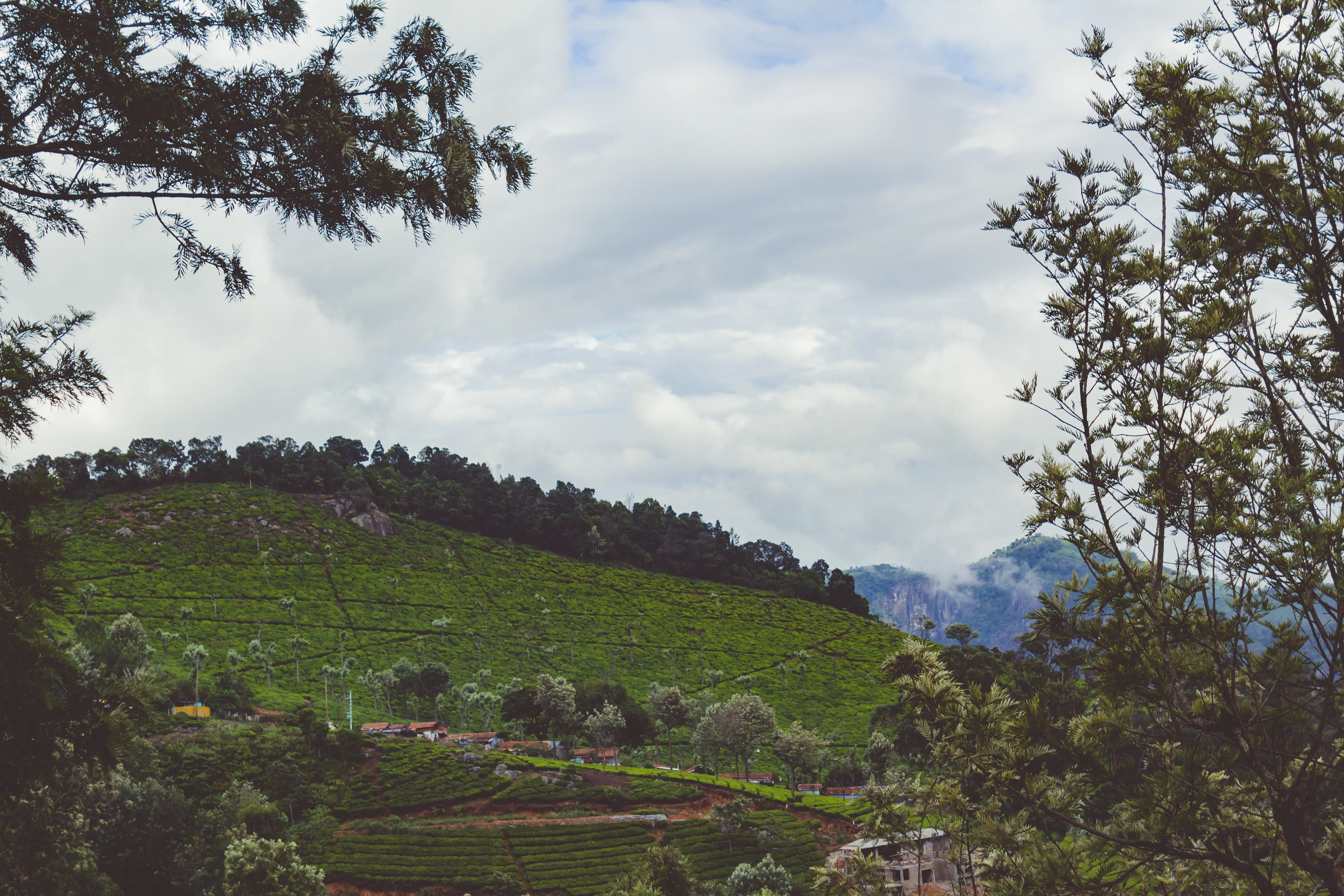 Tea plantations Munnar